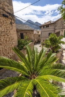Palm tree in a small alley with typical stone houses