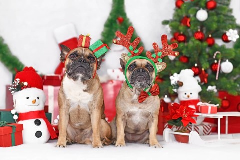 Pair of Christmas dogs. French Bulldogs wearing festive reindeer antlers and gift box costume headbands between seasonal decoration
