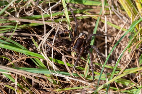 Raft spider