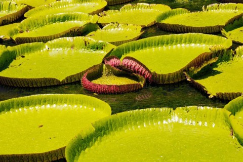 A freshly unfurling Victoria amazonica