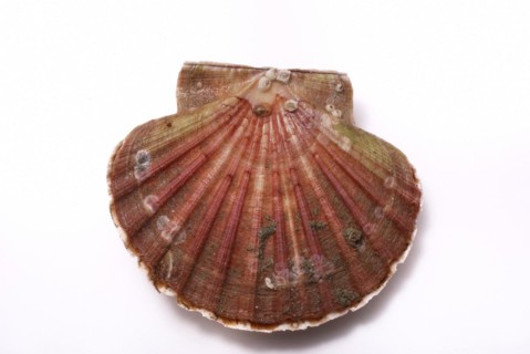Scallop