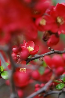 Ornamental quince