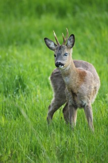 European roe deer