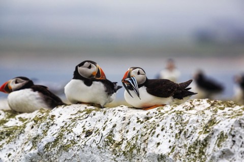 Puffin