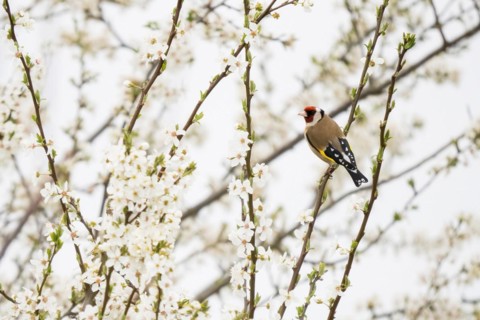 European goldfinch