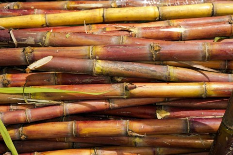 Ripe sugar cane