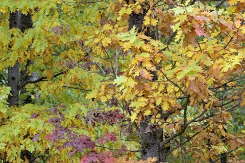 Northern red oak