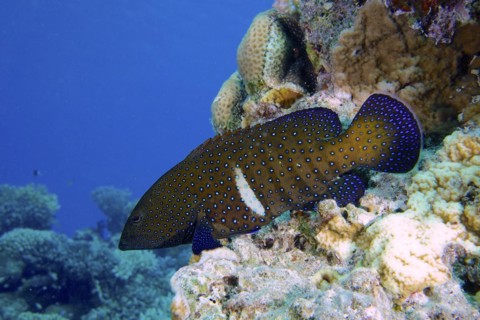 Bluespotted grouper