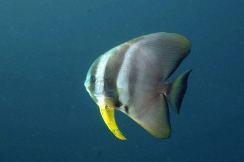 Longfin batfish