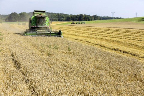 Grain harvest