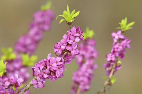Daphne
