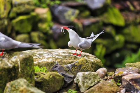 Arctic tern