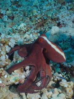 Great Blue Octopus