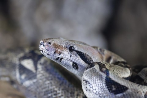 Royal python