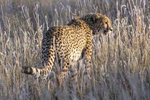 Cheetah
