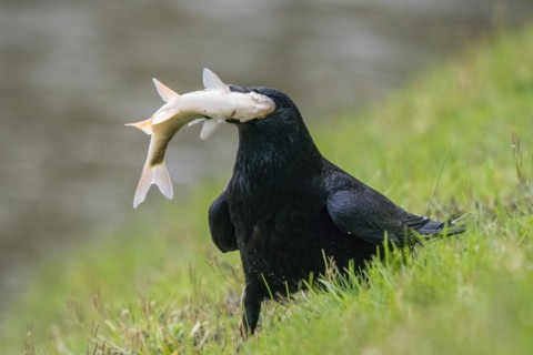 Carrion crow