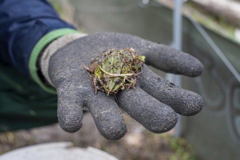 Green frog