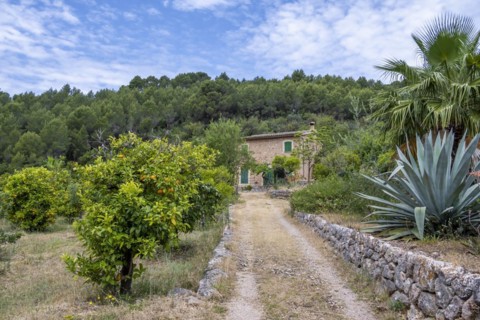 Small finca between orange trees
