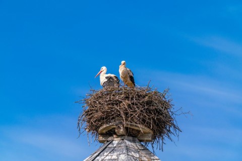 Two white storks