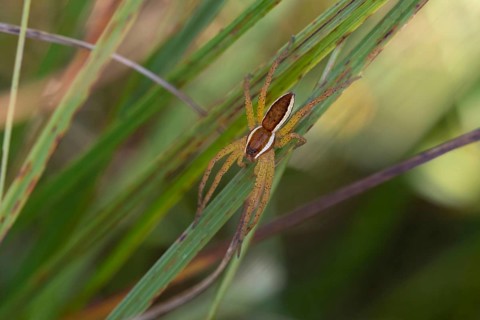 Raft spider