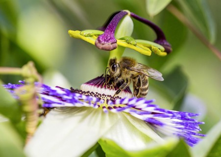 Honey bee
