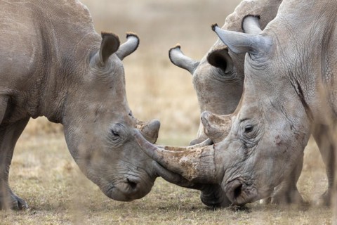 White rhinoceros