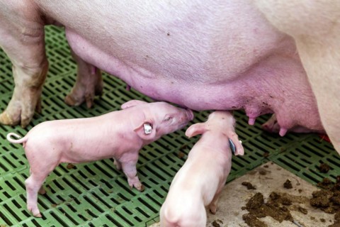 Pig farming