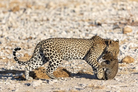 Leopard
