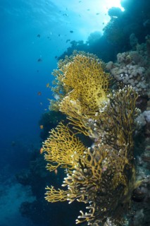 Net fire coral