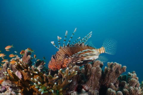 An common lionfish