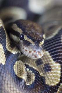 Royal python