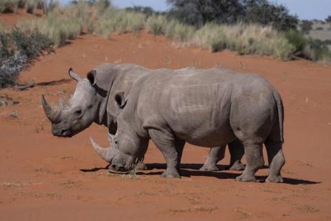 2 white rhinoceroses