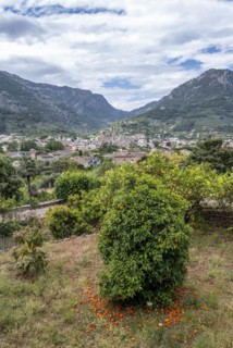 Garden with orange tree