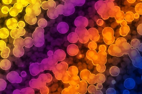Shape of bacterial cell: cocci