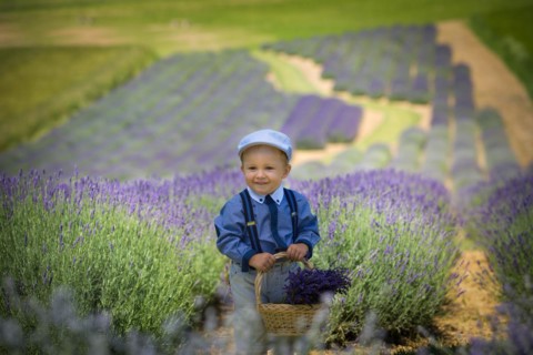Beautiful little boy on a sunny day in a lavender field. Poland