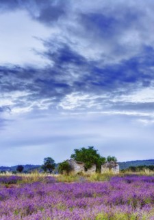 Lavender