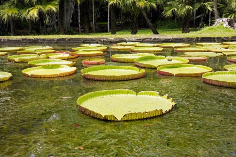 Large green leaves of Victoria amazonica