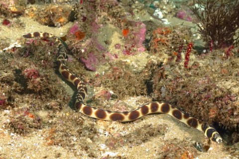 Spotted snake eel