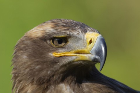 Steppe eagle