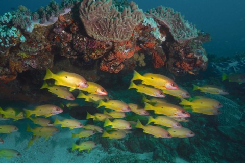 Shoal