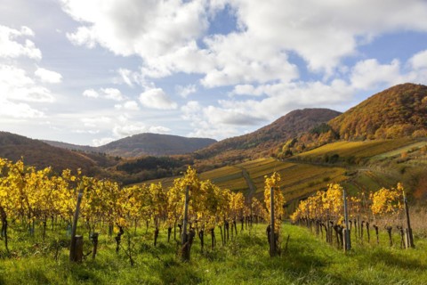 View over colourful vineyards