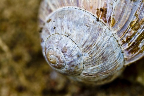 Burgundy snail