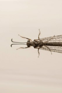 Fly resting on window curtain