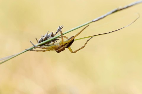 Raft spider