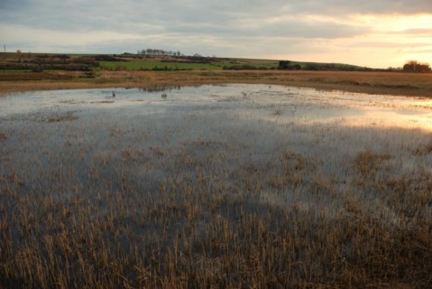 Marsh