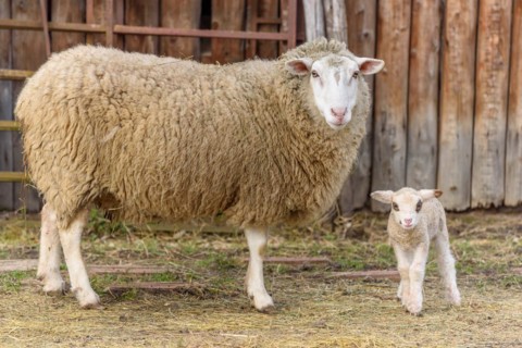 Lamb and sheep in a flock and pasture in a village in winter. Alsace