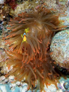 Fluorescent bubble-tip anemone
