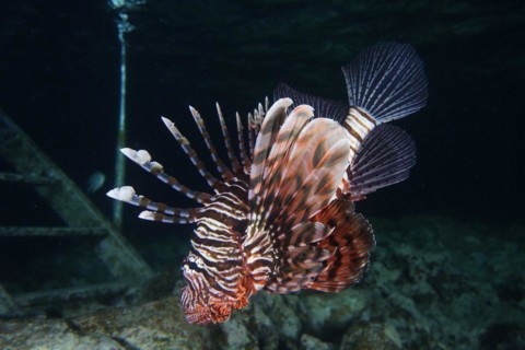 Pacific red lionfish