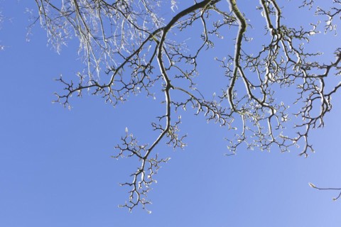 Snowy magnolia buds on tree branches in winter