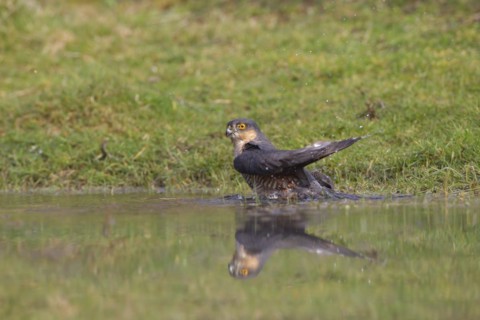 Sparrowhawk